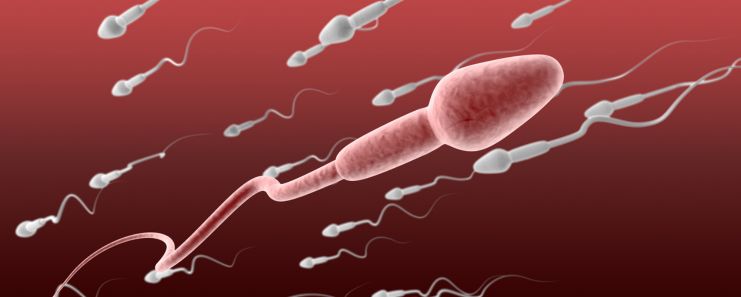 Sperm Quality And Quantity