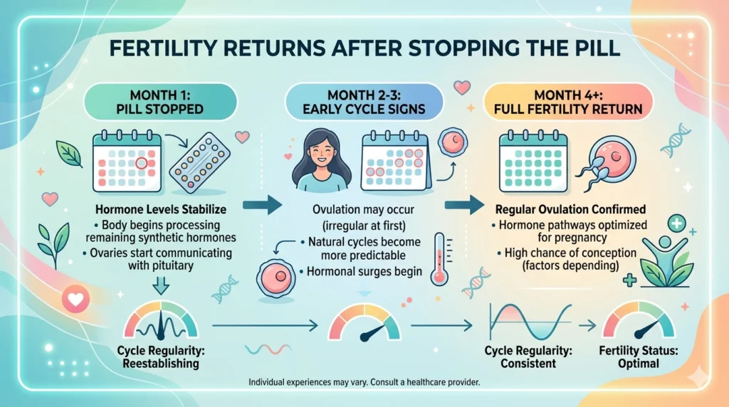 Timeline of fertility returning after stopping birth control pills